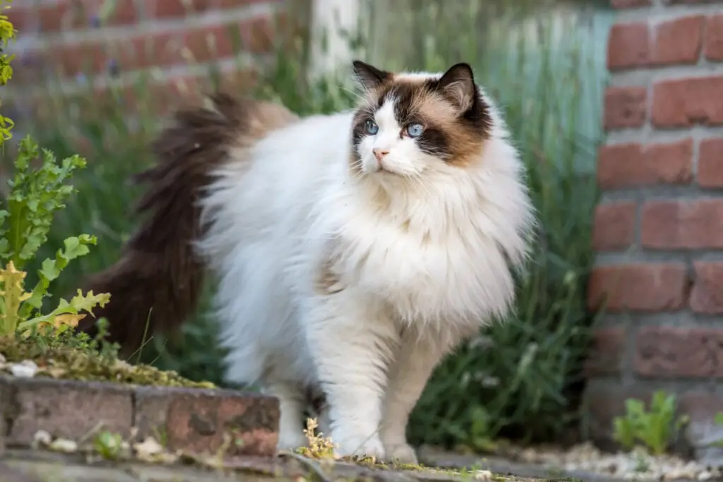 Gato Ragdoll em pé do lado externo de casa com tijolos 