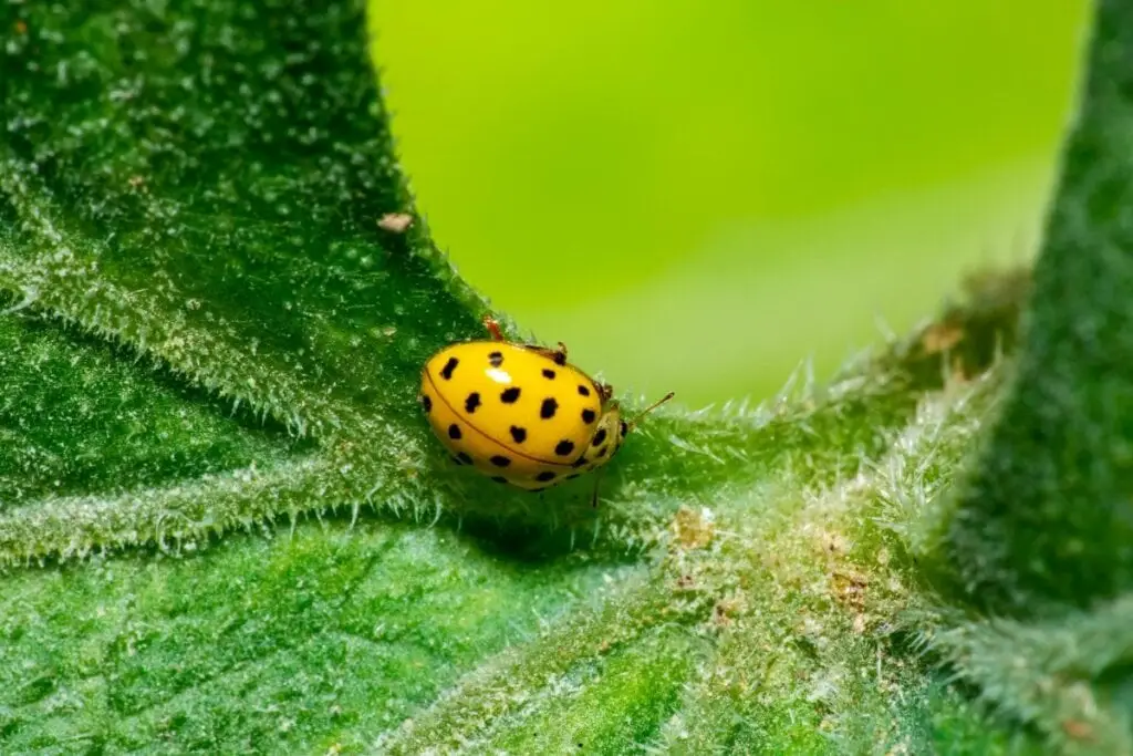 Joaninha amarela com pintas pretas em cima de uma planta verde
