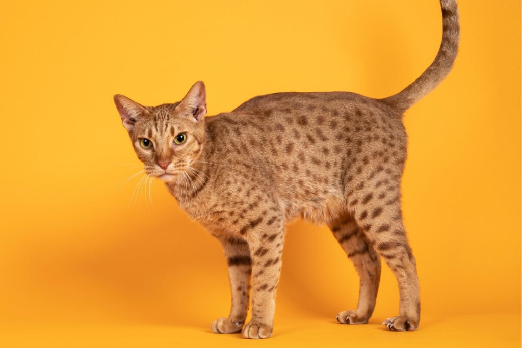 Gato da raça ocicat em fundo amarelo, com pelagem manchada semelhante à de felinos selvagens