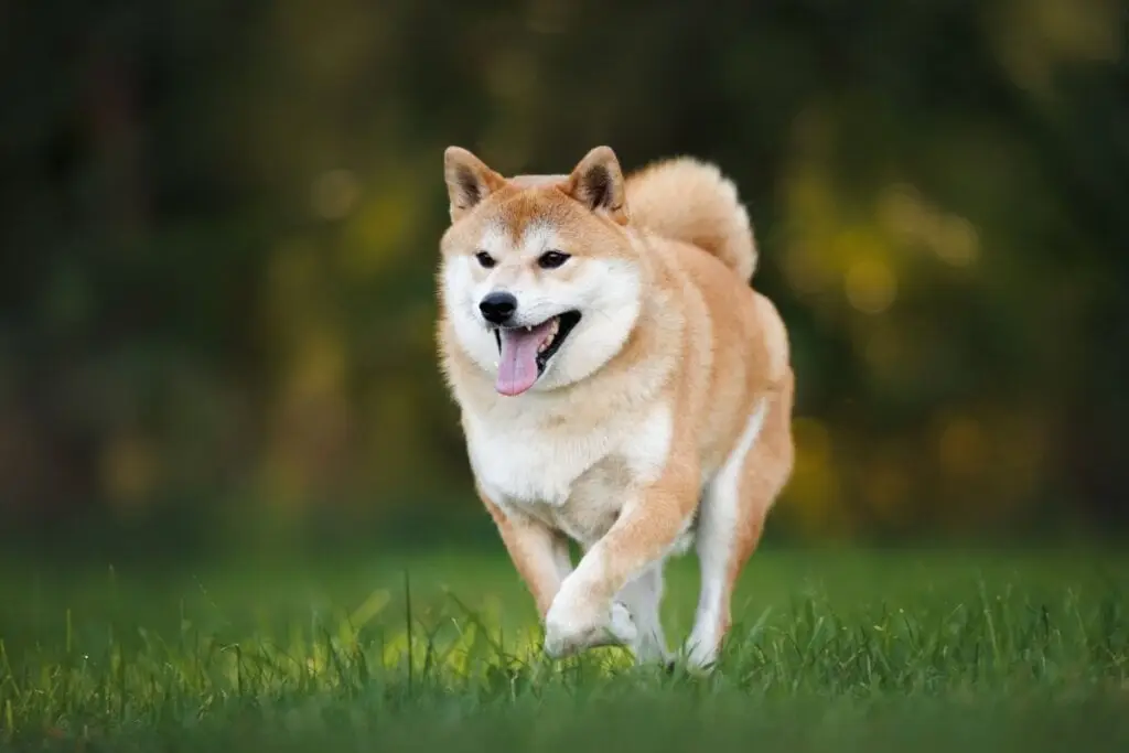 Cachorro da raça shiba inu correndo na grama