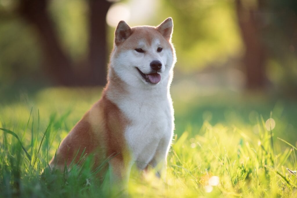 Cachorra da raça shiba inu com a pelagem bege e branca sentada na grama ao ar livre
