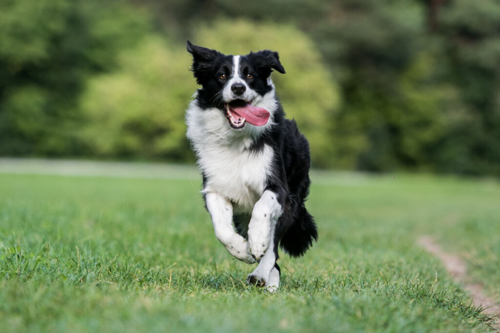 Border collie preto e branco correndo na grama verde