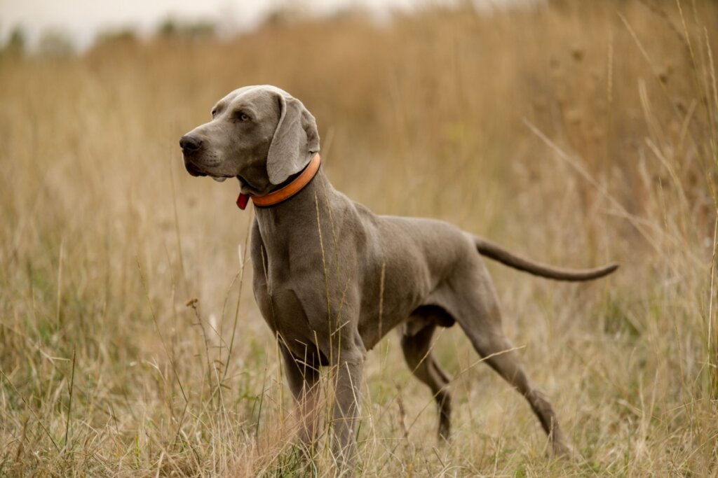 Cachorro weimaraner  em pé em meio a grama seca e usando uma coleira vermelha