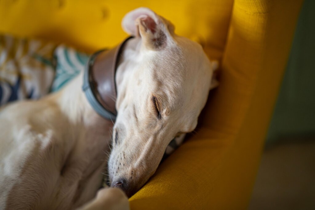 Cachorro da raça galgo inglês, de pelagem caramelo, deitado em um sofá amarelo dormindo 