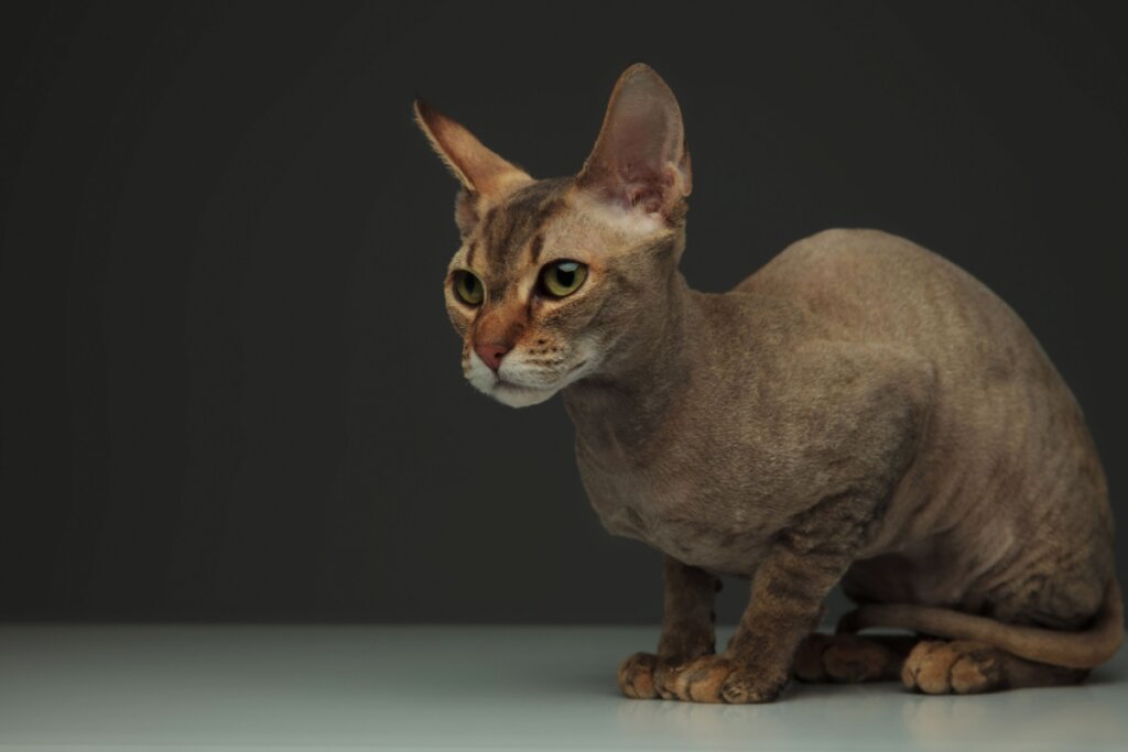 Gato da raça peterbald sentado em fundo escuro