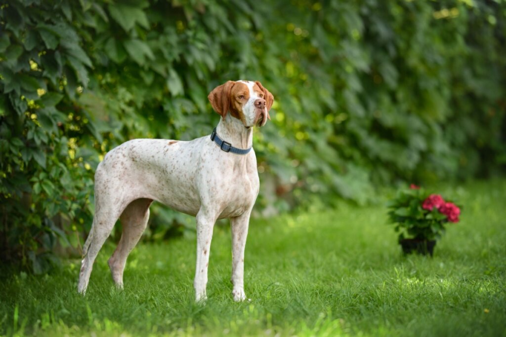 Cachorro da raça pointer inglês com o pelo branco e marrom, usando uma coleira azul de pé na grama 
