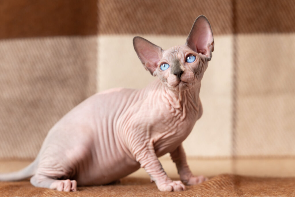 Gato sphynx sentado no chão e olhando para o lado