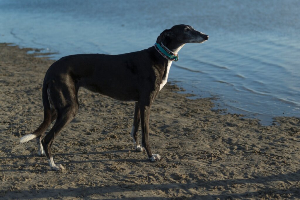 cachorro galgo espanhol com pelagem preta em frente a um lago