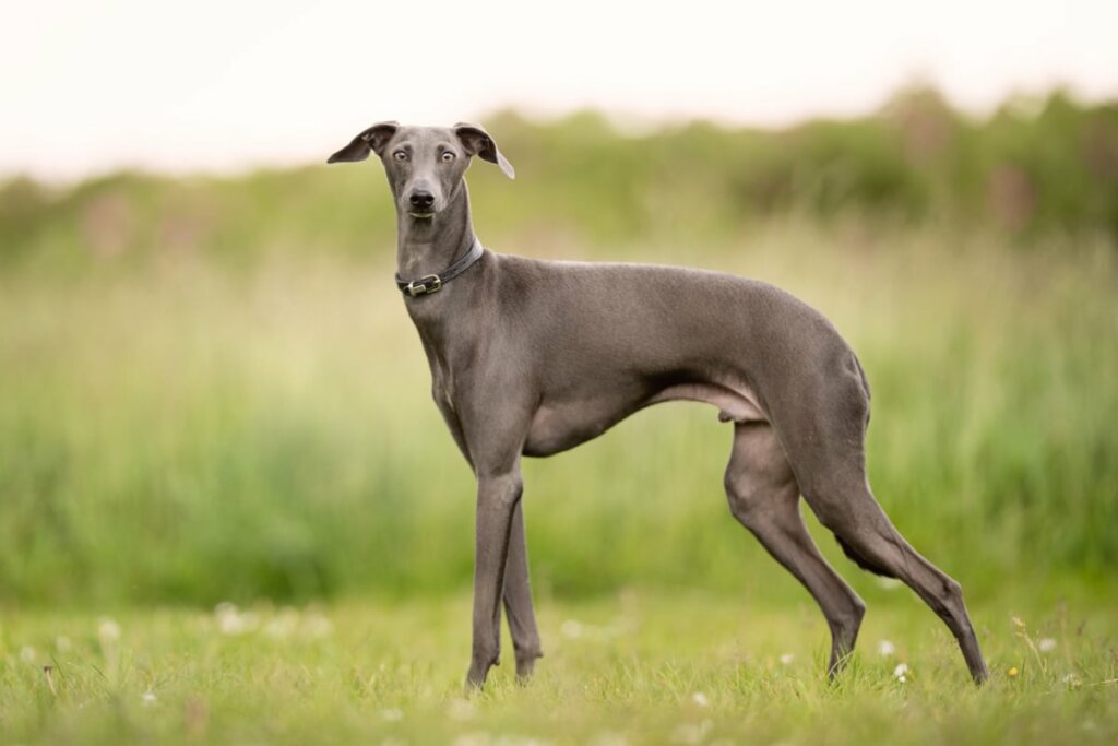 Cachorro da raça greyhound com o pelo cinza escuro de pé na grama