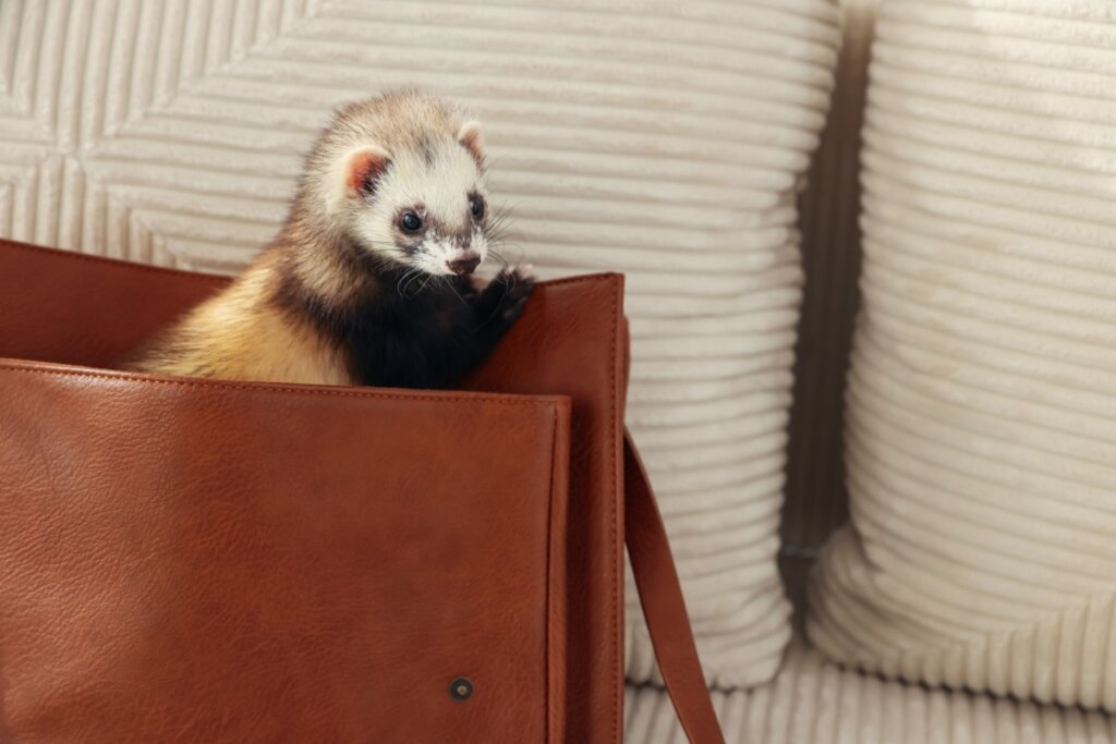 Furão escondido dentro de uma bolsa