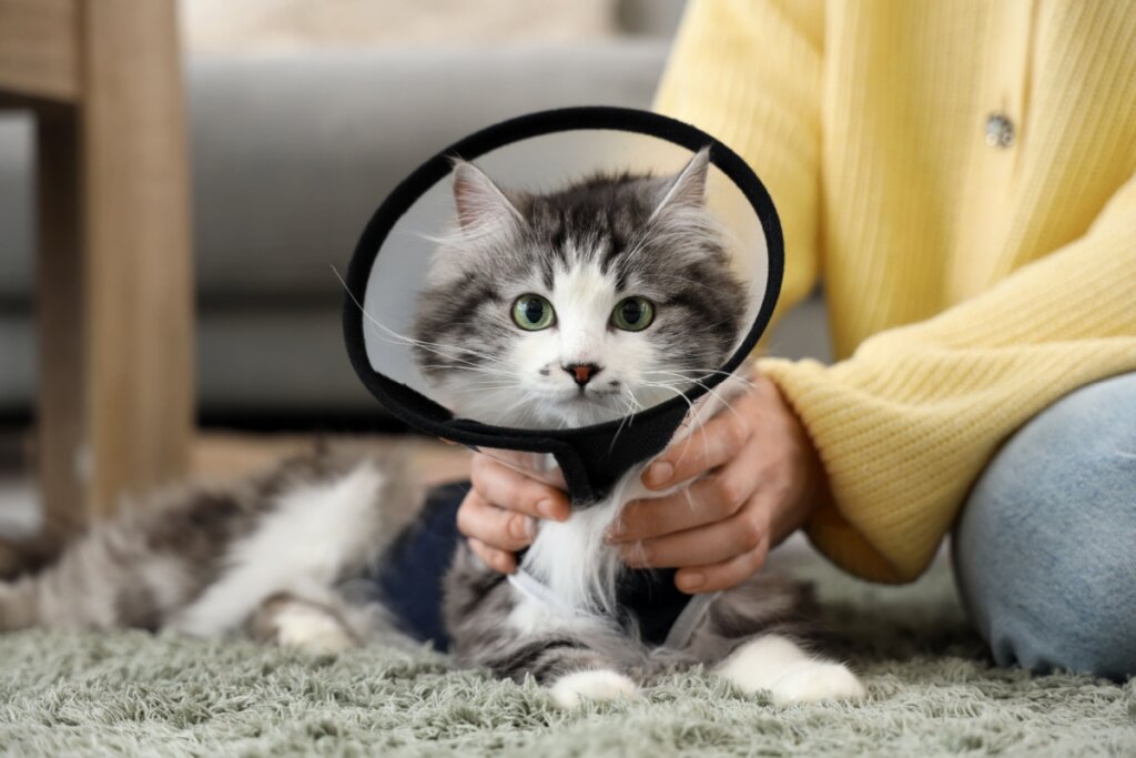 Gato usando com pelagem branca e cinza, deitado em um tapete e usando colar elizabetano