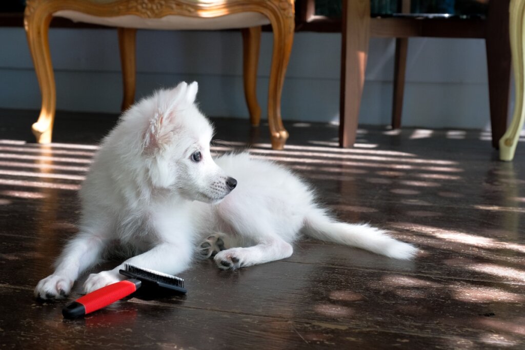 Filhote de spitz japonês deitado no chão ao lado de uma escova de pelos