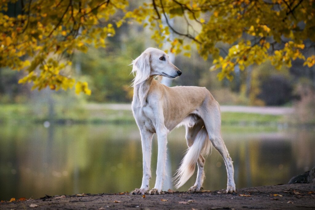 Cachorro da raça saluki com pelagem clara e sedosa, posando ao ar livre