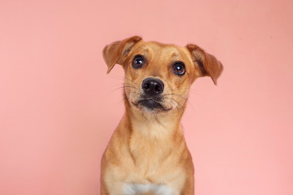 vira-lata caramelo sentado em frente a um fundo rosa