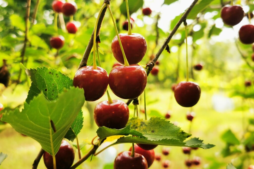 cerejas vermelhas penduradas em galhos de árvore