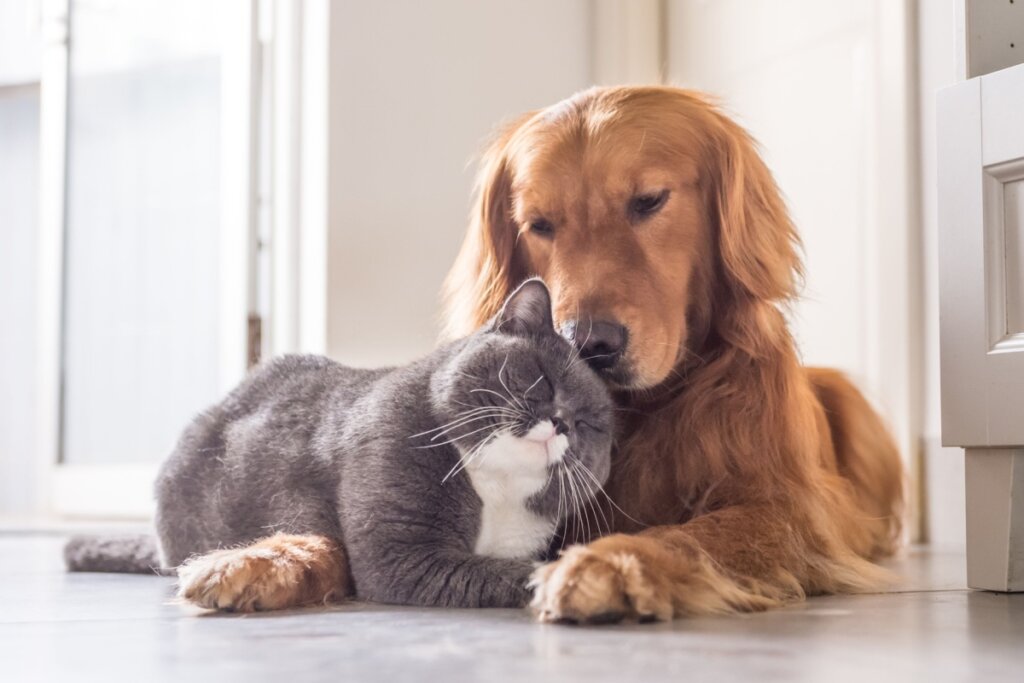 Cachorro com pelo marrom deitado ao lado de gato com pelo cinza e branco