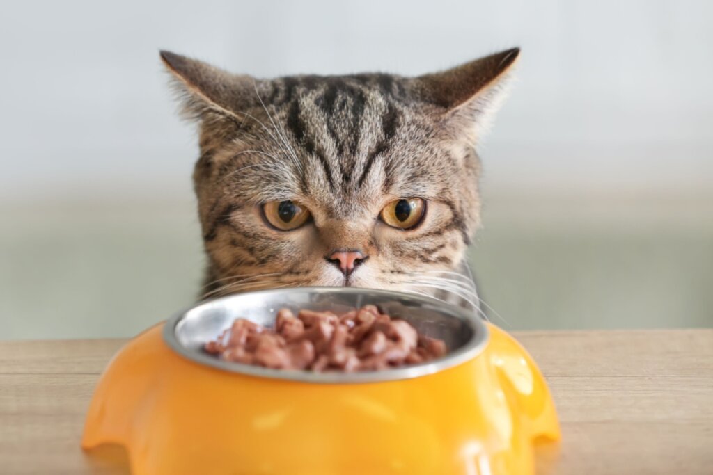 Gato em frente a pote de ração com comida úmida