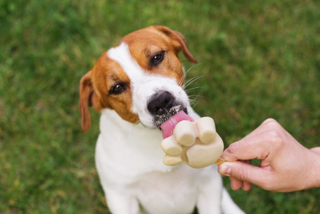 Cachorro lambendo um sorvete na mão de uma pessoa