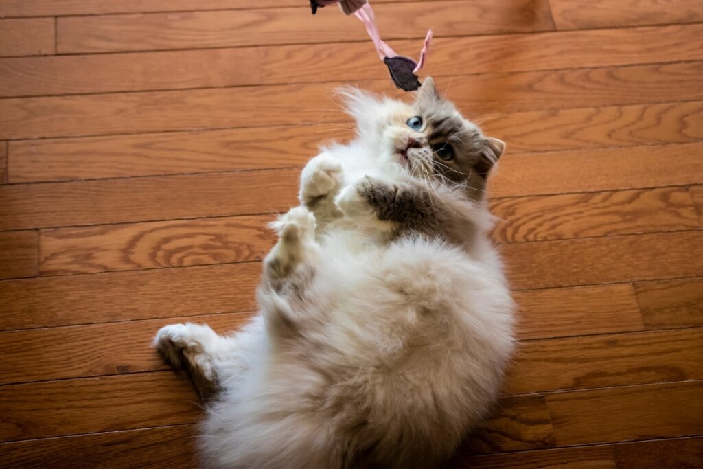 Gato da raça minuet deitado no chão brincando com uma vara