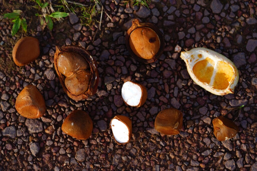 Frutos e sementes de andiroba espalhados sobre o chão pedregoso