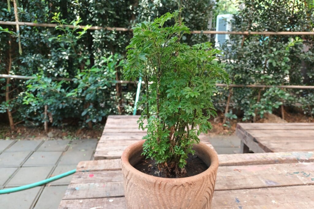 Árvore-da-felicidade plantada em um vaso de barro em um jardim com banco de madeira ao fundo