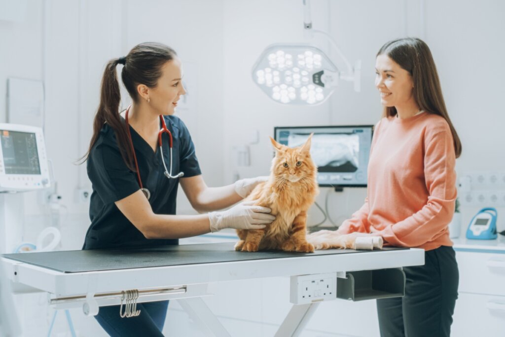 Tutora com gato laranja sendo examinado pela veterinária. ele está em cima de mesa