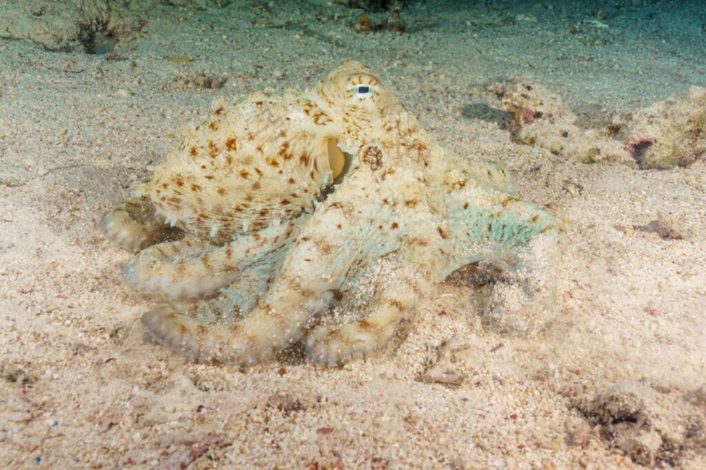 Polvo camuflado sobre o fundo arenoso do oceano, com coloração bege e manchas marrons que se misturam ao ambiente marinho