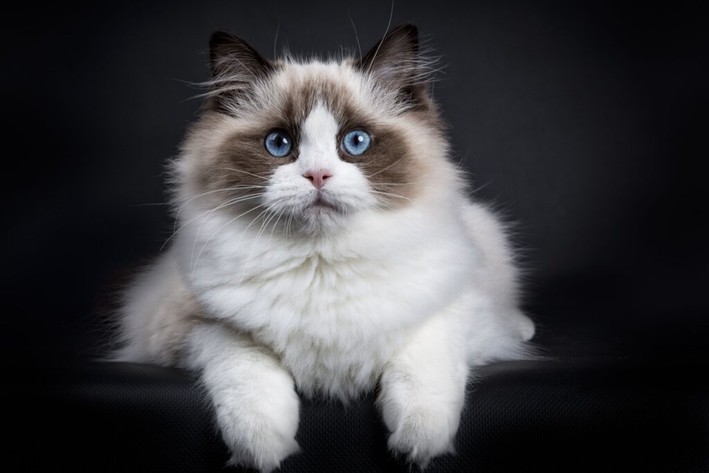 Gato da raça ragdoll, com pelagem branca, marrom e preta, olhando para a frente