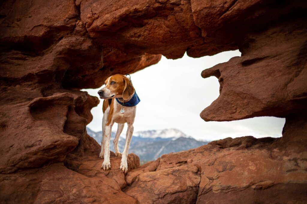 Cachorro explorando formações rochosas em ambiente natural, com montanhas ao fundo
