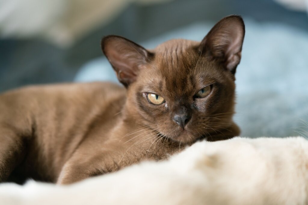 Gato burmês, com pelagem marrom, deitado em uma manta peluda branca