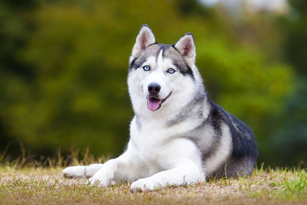Cachorra da raça husky siberiano com a pelagem branca e cinza e olhos azuis deitada em grama ao ar livre