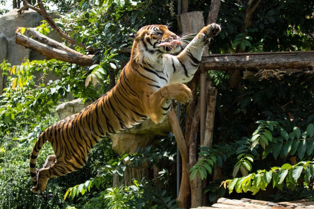 Tigre saltando para capturar uma presa em ambiente com árvores