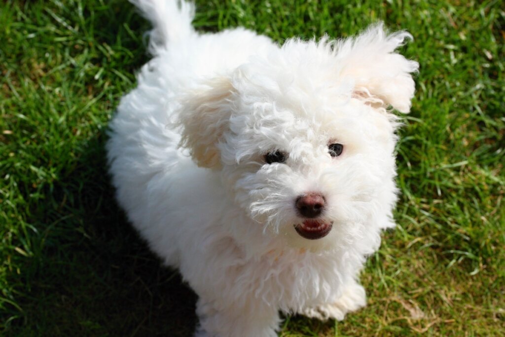 Cachorro bichon bolonhês com pelagem branca sentado em uma grama verde 