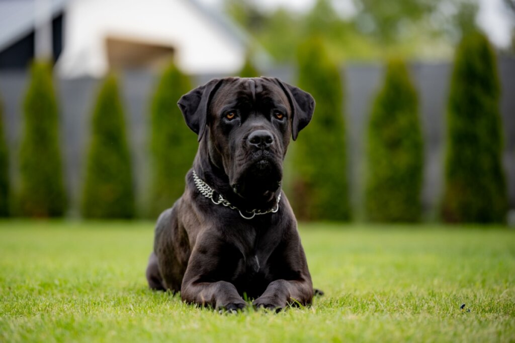 Cane corso com pelagem preta deitado na grama 