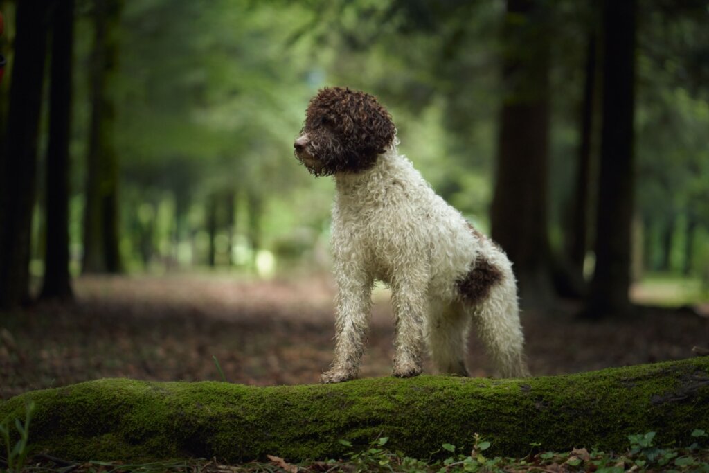 Cachorro lagotto romagnolo com pelagem branca e preta em pé em cima de um tronco de árvore