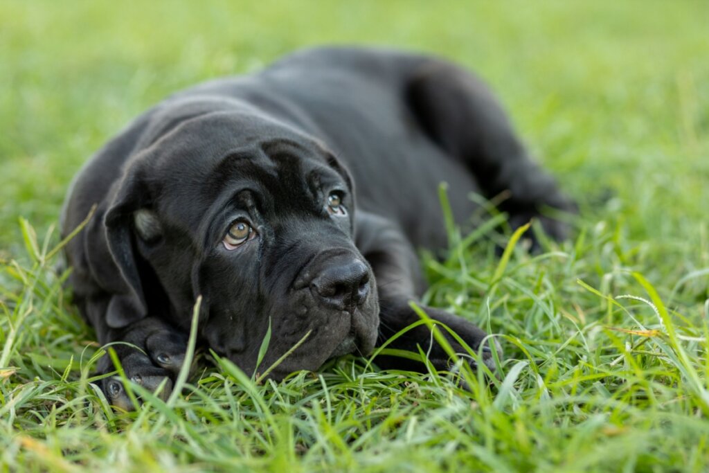 Mastim napolitano com pelagem preta deitado em uma grama verde 