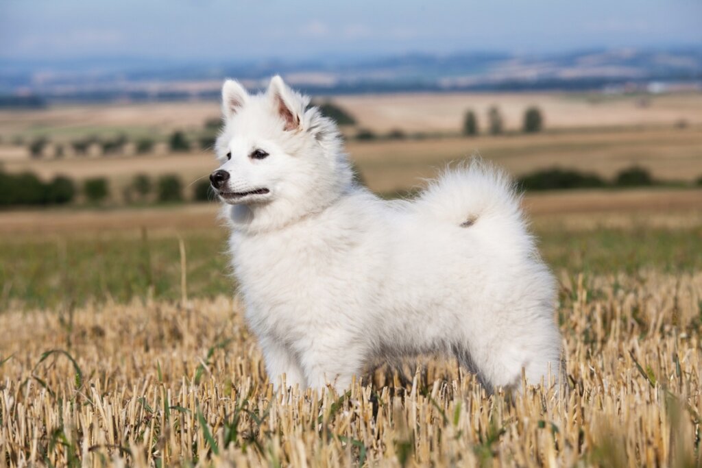 Spitz alemão, com pelagem branca e volumosa, em cima de uma grama marrom. Ao fundo, uma paisagem com montanhas e céu azul