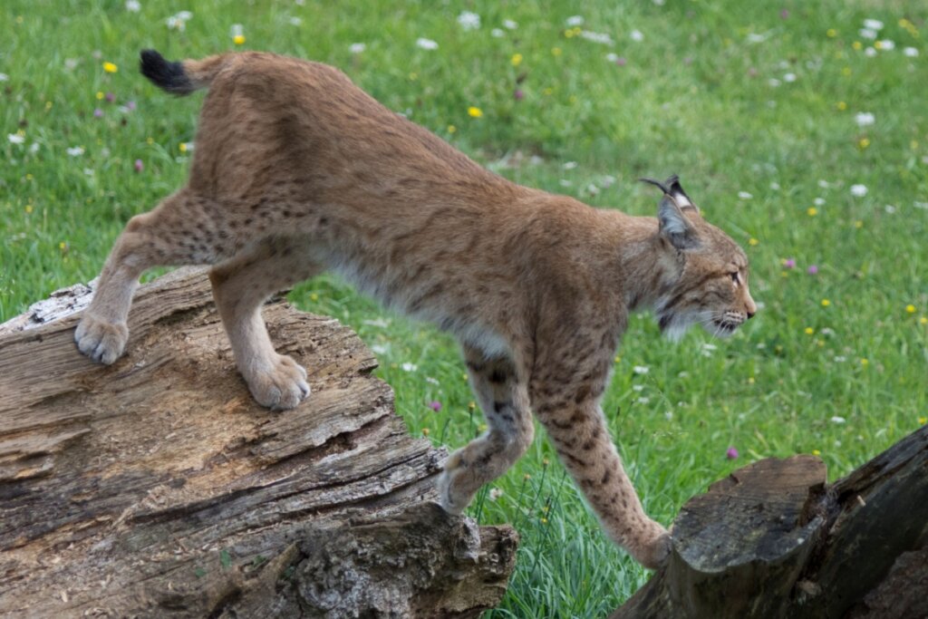 Lince andando em cima de troncos de árvore