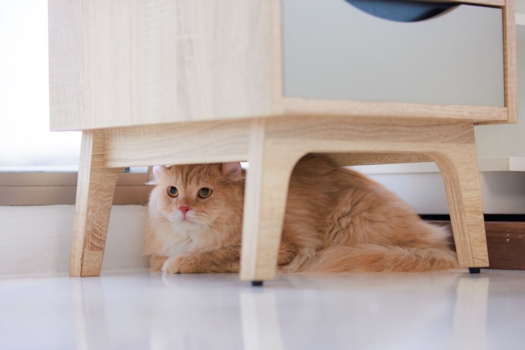 Gato laranja deitado embaixo de móvel de madeira 