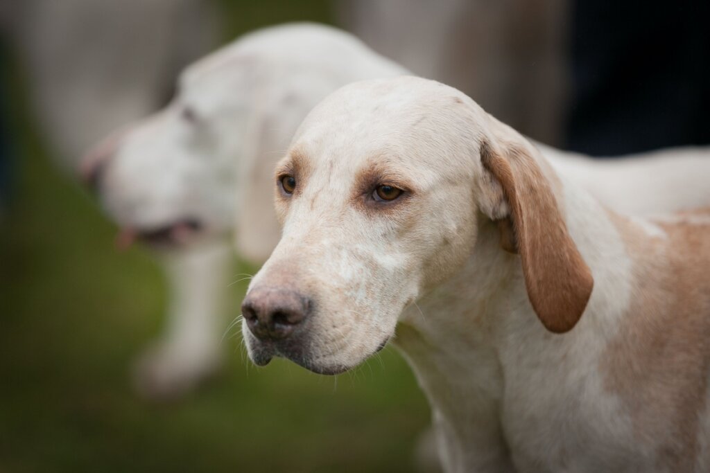 Close-up lateral da cabeça de um cachorro da raça Billy. Ele possui pelagem branca com manchas leves em tom de areia, orelhas longas e caídas em tom caramelo e olhos castanhos expressivos. O fundo está desfocado, destacando o perfil do cão