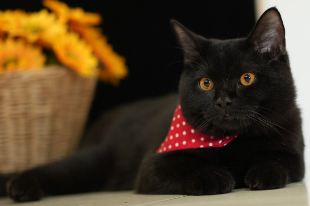 Gato British Shorthair preto de olhos alaranjados usando um lenço vermelho com bolinhas brancas no pescoço e está deitado. Ao fundo, à esquerda, há uma cesta de vime com flores amarelas desfocadas sob um fundo escuro.