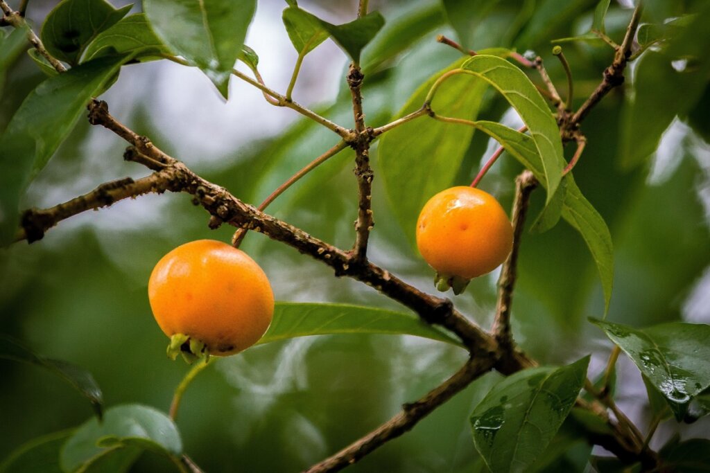 Fruta conhecida como Gabiroba no pé