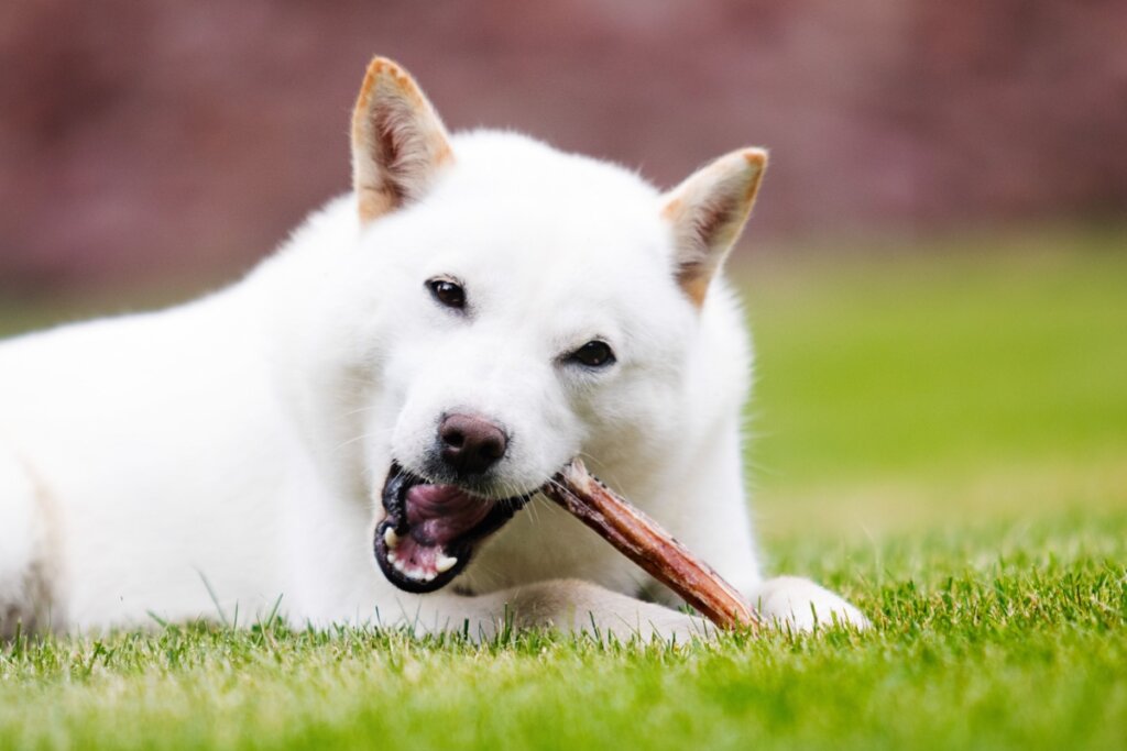 cachorro hokkaido branco deitado na grama e mordendo osso