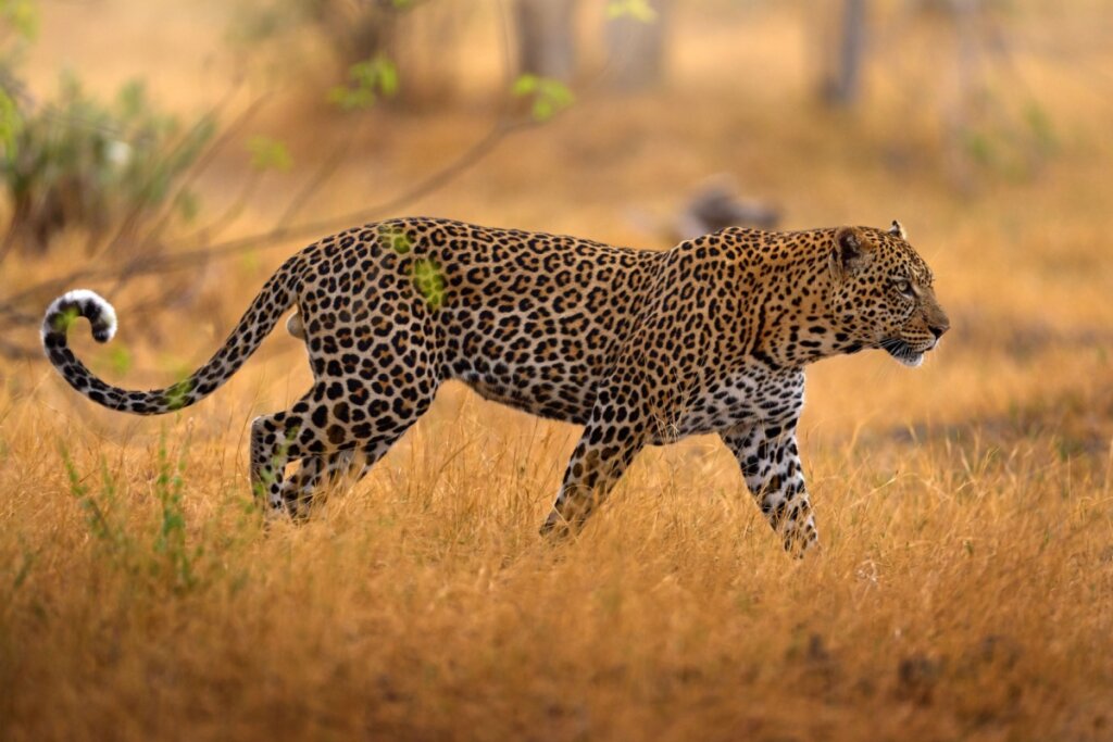 Um leopardo de perfil caminhando calmamente por um campo de grama alta e seca sob a luz dourada do sol. O felino exibe suas manchas características (rosetas) e mantém a cauda longa curvada para cima na ponta.