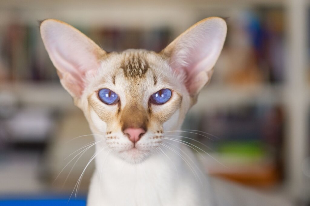 Gato da raça Oriental Shorthair com pelagem branca e marrom e com olhos azuis
