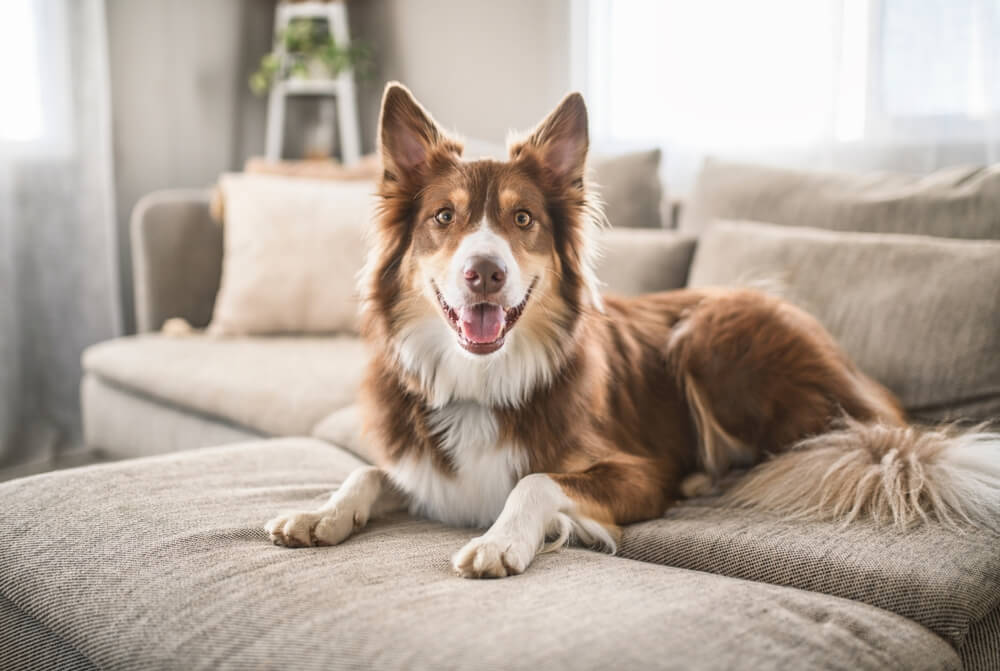 Pastor Australiano Marrom deitado no sofá de casa