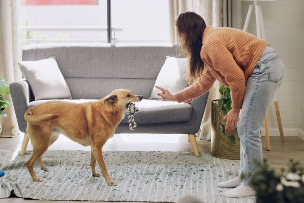 Mulher inclinando o corpo e fazendo gesto com a mão para orientar um cachorro que segura um brinquedo em sala de estar