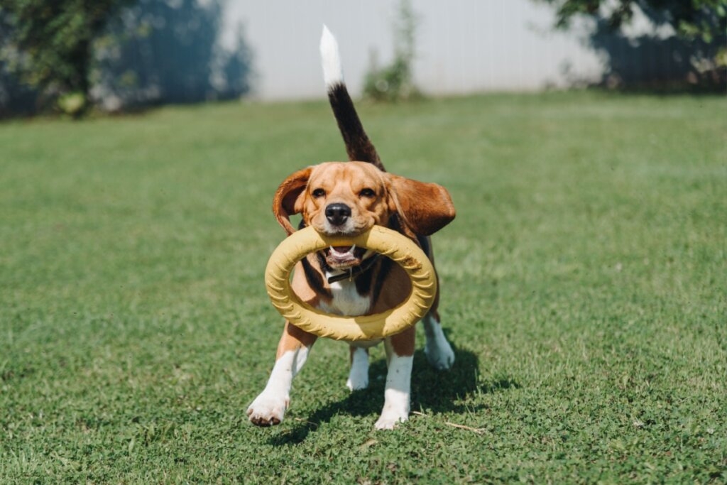 Cachorro correndo na grama e segurando um brinquedo amarelo na boca 
