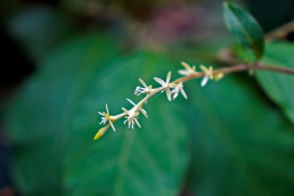 Flores pequenas esbranquiçadas da planta guiné dispostas ao longo de um ramo fino, com folhas verdes ao fundo
