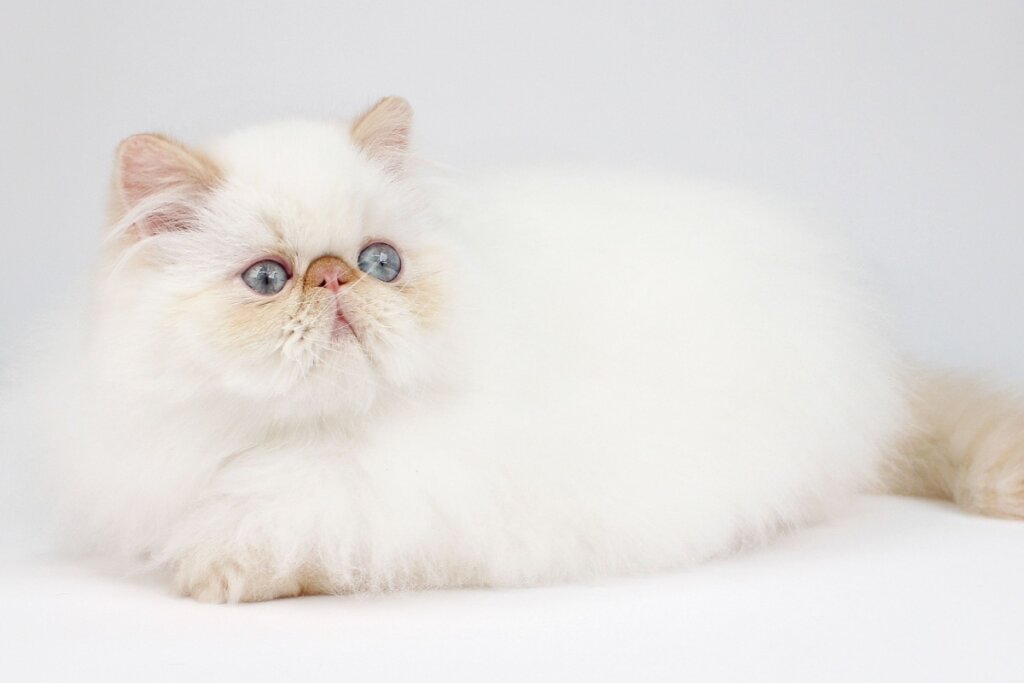 Gato himalaio branco deitado sob o fundo branco